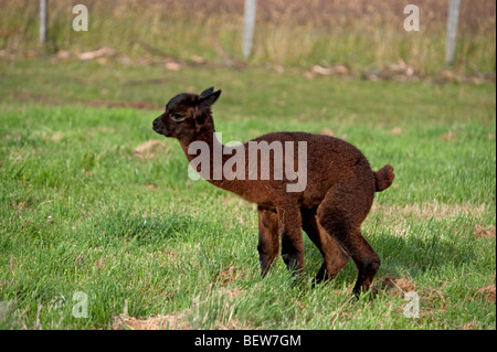 ALPAKA KALB, TASMANIEN, AUSTRALIEN Stockfoto