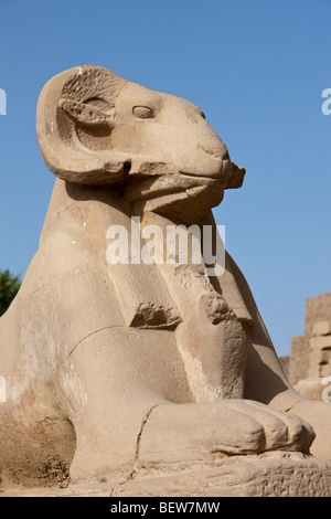 Zeile der Widderköpfige Sphingen am Karnak-Tempel, Luxor, Ägypten Stockfoto