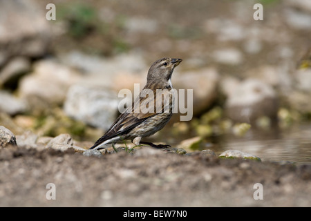 Rock-Sparrow (Petronia Petronia) thront auf dem Boden Stockfoto