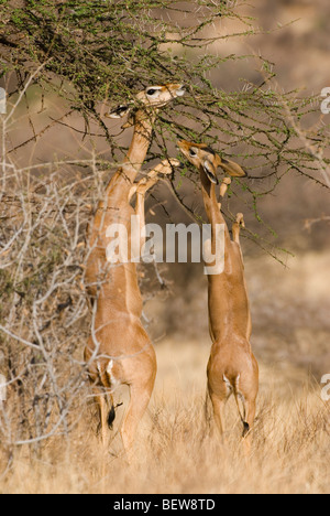 Gerenuks (Litocranius Walleri) Fütterung, Samburu National Reserve, Kenia Stockfoto