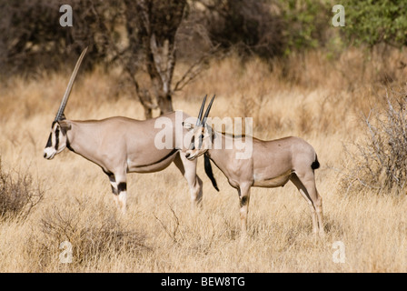 Zwei ostafrikanischen Oryx (Oryx Beisa), Kenia, Afrika, Seitenansicht Stockfoto