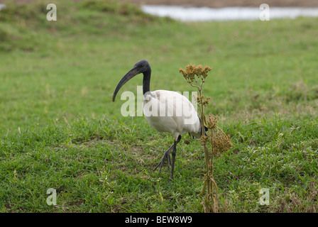 Sacred Ibis (Threskiornis Aethiopicus), Kenia, Seitenansicht Stockfoto