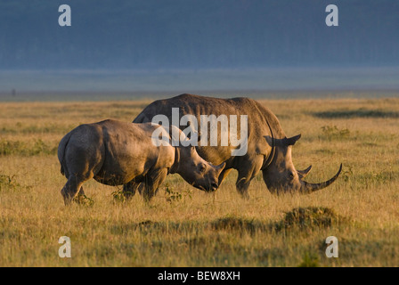 Weit in den Mund genommen Rhinoceros (Ceratotherium Simum), Kenia, Afrika, Seitenansicht Stockfoto