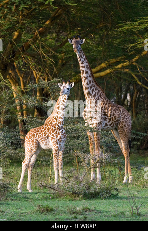 Junge Masai Giraffe (Giraffa Plancius Tippelskirchi) mit seiner Mutter, Kenia, Afrika Stockfoto