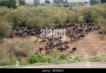 Herde von blaue Gnus (Connochaetes Taurinus), Masai Mara Nationalpark, Kenia Stockfoto