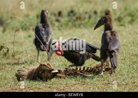 Südliche Hornrabe (Bucorvus Leadbeateri), Masai Mara Nationalpark, Kenia Stockfoto