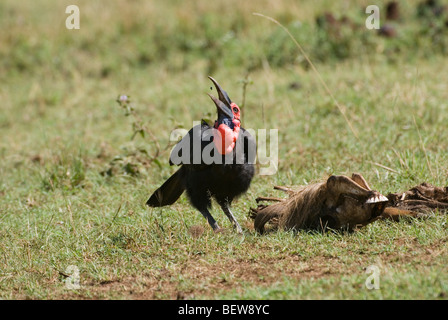 Südliche Hornrabe (Bucorvus Leadbeateri) neben einer Karkasse, Masai Mara Nationalpark, Kenia Stockfoto