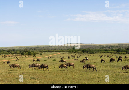 Herde von blaue Gnus (Connochaetes Taurinus), Masai Mara Nationalpark, Kenia Stockfoto