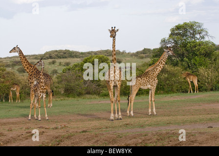 Masai-Giraffen (Giraffa Plancius Tippelskirchi), Kenia, Afrika Stockfoto