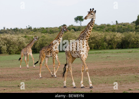 Drei Masai Giraffen (Giraffa Plancius Tippelskirchi), Kenia, Afrika Stockfoto