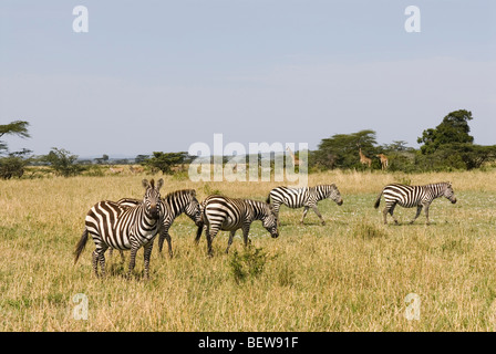 Herde von Ebenen Zebra (Equus Quagga) steht auf einer Wiese, Kenia, Afrika Stockfoto
