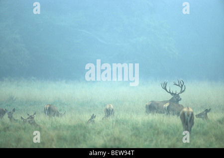 Rote Rotwild (Cervus Elaphus) im Nebel auf einer Lichtung, Seeland, Dänemark Stockfoto