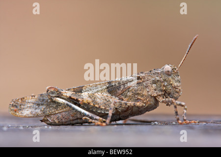 Blau-geflügelte Heuschrecke, Oedipoda Caerulescens, Nahaufnahme Stockfoto