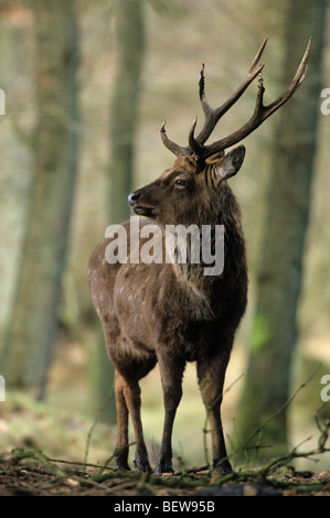 Männliche Sika-Hirsch (Cervus Nippon) im Blick auf Wald von Wacken, Schleswig-Holstein, Deutschland Stockfoto