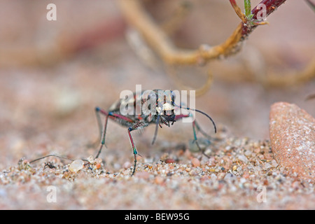 nördlichen Dünen-Sandlaufkäfer Cicindela Hybrida, Nahaufnahme Stockfoto