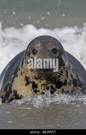 graue Dichtung, graue Dichtung, Halichoerus Grypus, Porträt Stockfoto