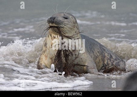 graue Dichtung grau versiegeln, Halichoerus grypus Stockfoto