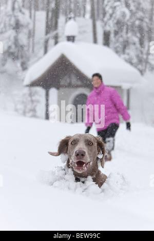 Hund, spähte aus tiefem Schnee, eine Person in den Hintergrund, Elsbethen, Salzburger Land, Österreich Stockfoto