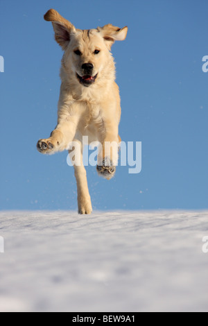 Golden Retriever läuft über Schnee, volle erschossen Stockfoto