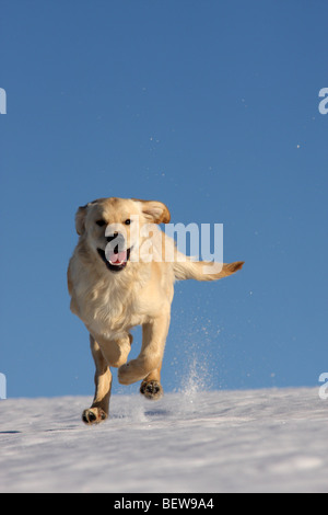 Golden Retriever läuft über Schnee, volle erschossen Stockfoto