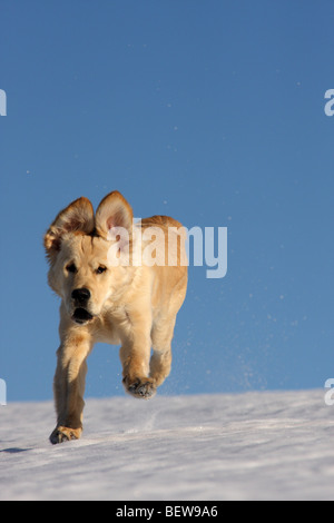 Golden Retriever läuft über Schnee, volle erschossen Stockfoto