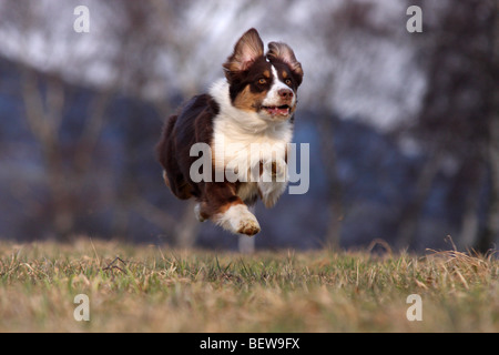 Australian Shepherd läuft über eine Wiese voller erschossen Stockfoto