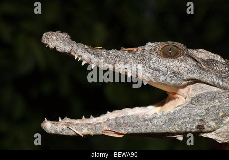 Nil-Krokodil, Crocodylus Niloticus, Abu Simbel, Ägypten Stockfoto
