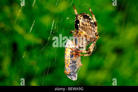 Garten Kreuz Spinne (Araneus Diadematus), Nahaufnahme Stockfoto