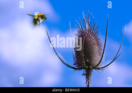 Bombus Lucorum fliegen, Dipsacus Fullonum, Nahaufnahme Stockfoto