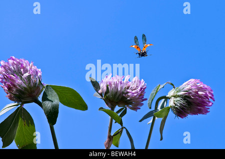 Seven-Spotted Marienkäfer (Coccinella Septempunctata) fliegen zu crimson Clover, Nahaufnahme Stockfoto