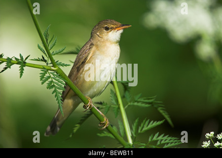 Marsh Warbler (Acrocephalus Palustris) sitzen auf Stiel, Nahaufnahme Stockfoto