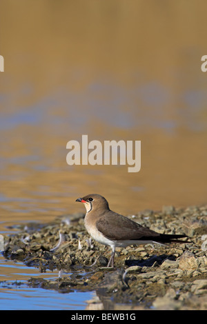 Rotflügel Brachschwalbe (Glareola Pratincola) stehen am Rand des Wassers, Seitenansicht Stockfoto