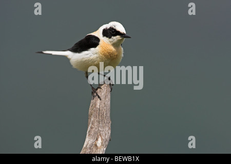 Schwarz-eared Steinschmätzer (Oenanthe Hispanica) auf Ast Stockfoto