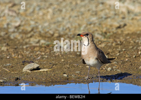 Am Gewässerrand Rotflügel Brachschwalbe (Glareola Pratincola) stehen Stockfoto