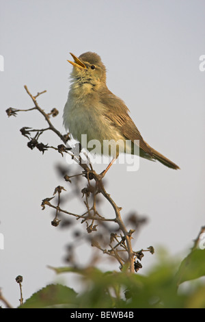 Östliche Olivaceous Warbler (Hippolais Pallida) sitzen auf Rubus Zweig, Seitenansicht Stockfoto