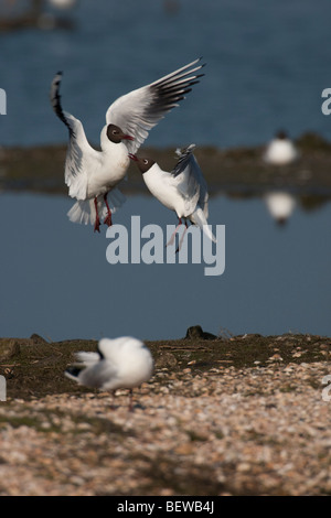 zwei Flussseeschwalben (Sterna Hirundo) Stockfoto