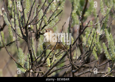 drei Flussseeschwalben (Sterna Hirundo) Stockfoto