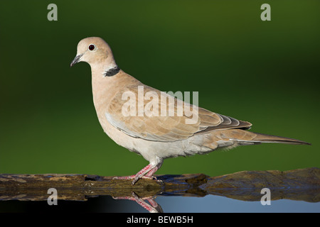 Eurasische Halsband-Taube (Streptopelia Decaocto) am Wasserstelle, Seitenansicht Stockfoto