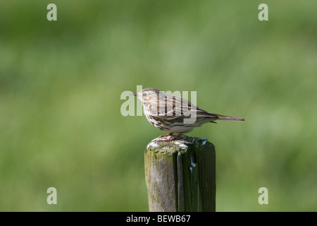 Anthus Pratensis, volle erschossen Stockfoto