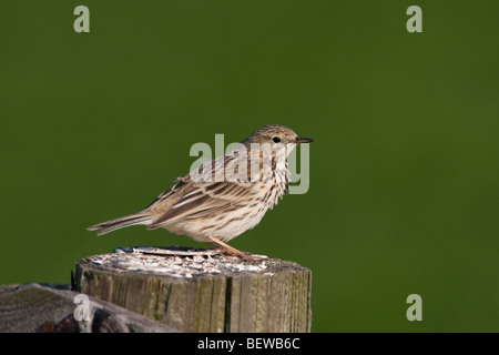 Anthus Pratensis, volle erschossen Stockfoto