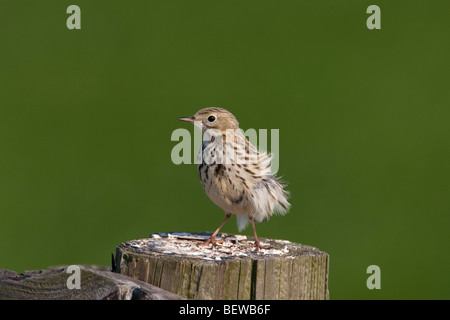 Anthus Pratensis, volle erschossen Stockfoto