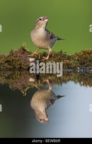 Haussperling (Passer Domesticus) auf Tränke mit Spiegelbild Stockfoto