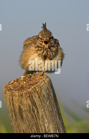 Erklommene Lerche (Galerida Cristata) sitzen auf Holzpfosten, Vorderansicht Stockfoto