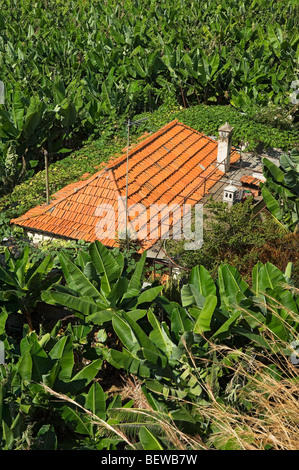 Gebäude in Bananenplantage Madeira Portugal EU Europa Stockfoto