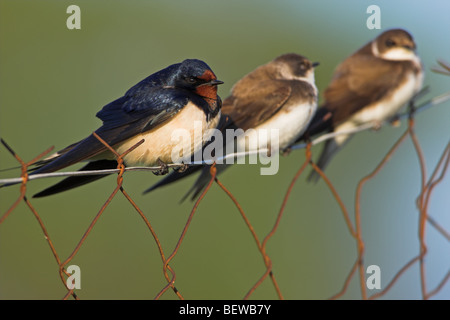 Rauchschwalbe (Hirundo Rustica) sitzen auf Maschendrahtzaun Stockfoto