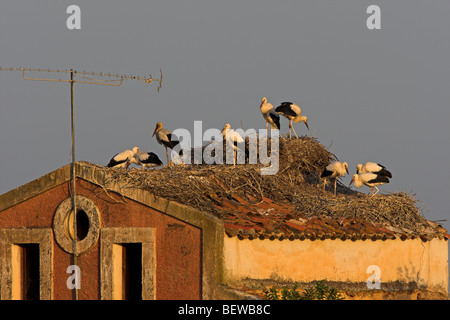 Weiße Storkes (Ciconia Ciconia) auf dem Dach eines alten Hauses eingebettet Stockfoto