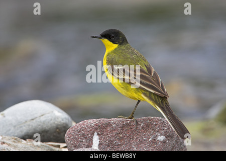 Black-headed Bachstelze (Motacilla Flava Feldegg) sitzen auf Stein, seitliche Ansicht Stockfoto