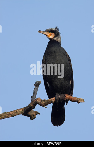 Kormoran (Phalacrocorax Carbo) sitzend auf Ast, Ansicht von unten Stockfoto