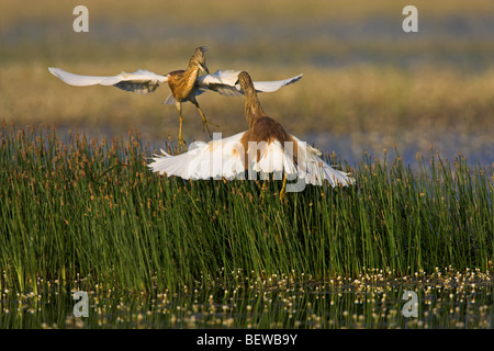 Squacco Herons (Ardeola Ralloides) in einem Duell Stockfoto