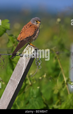 Turmfalken (Falco Tinnunculus) sitzen auf schräge Zaunpfahl, Seitenansicht Stockfoto